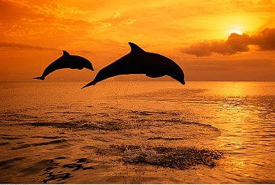 “都是世界的错” 《日在校园》西园寺世界Vtuber出道